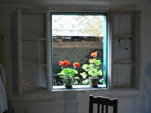 window flower red