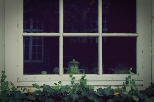 window ivy wall