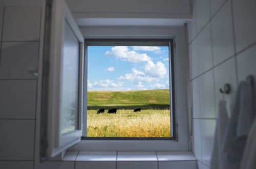 window cows pasture