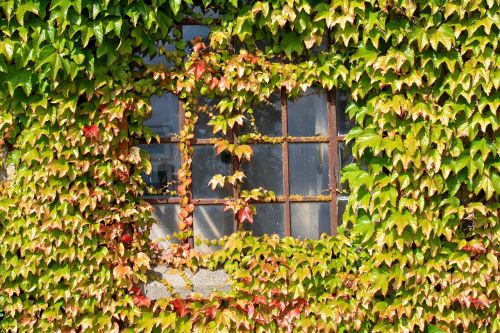 window autumn wine