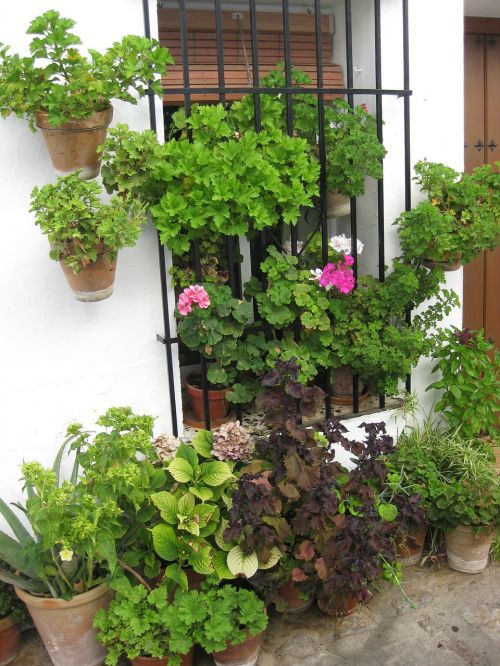 window flowers geraniums