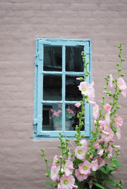 window flower denmark