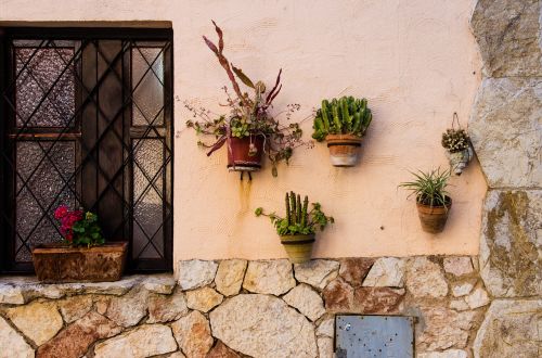 window cactus plants