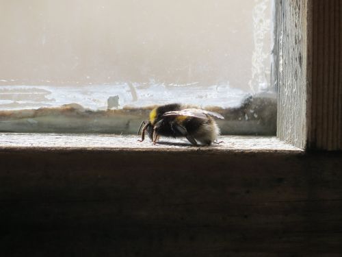 window bumble-bee insect
