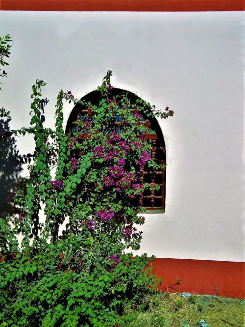 window oleander egypt