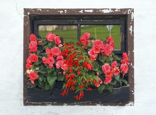 window flower box roses