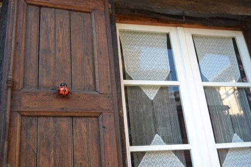 window ladybug wood