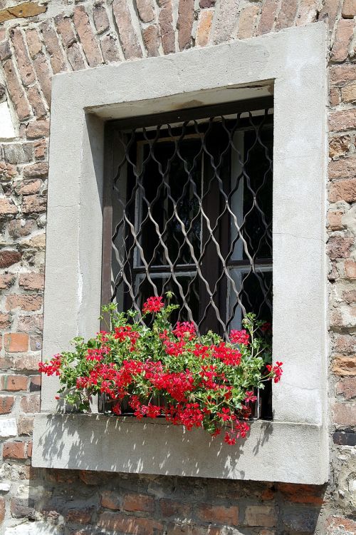 window trellis geraniums