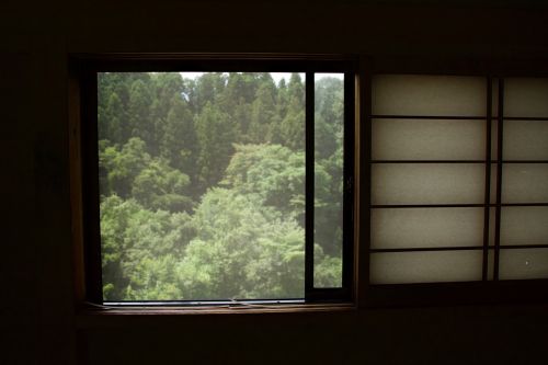 window nature trees