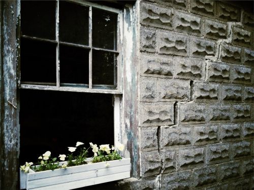 window sill flowers