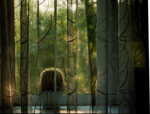 window curtain cactus