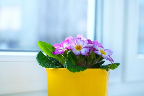 window primrose flowerpot