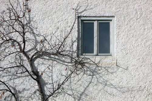 window  wall  the window and tree
