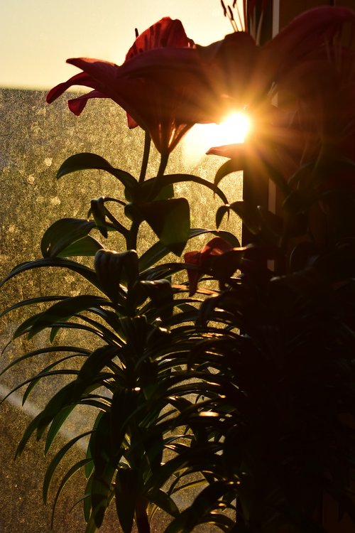 window  flower  sunrise