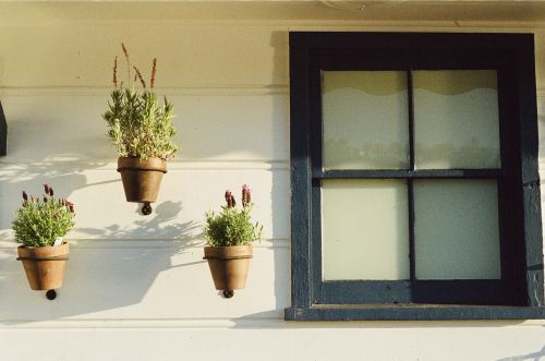 window potted plants house