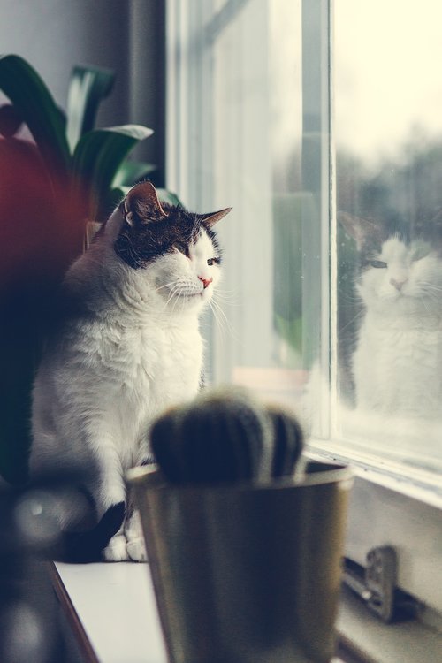 window  cat  animals