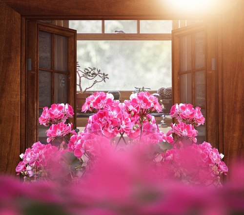 window  flowers  pink