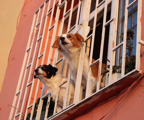 window  dog  dogs