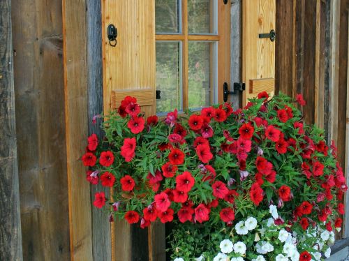 window flowers petunia