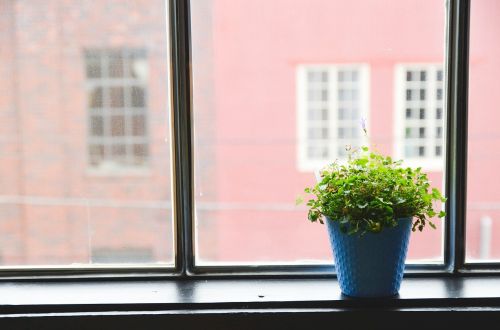 window potted plant plant