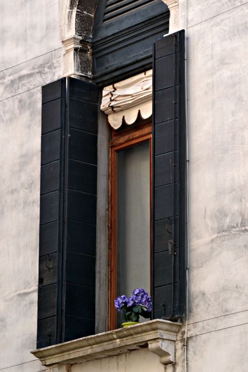 window flowers shutters