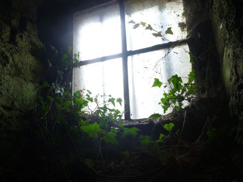 window back light ivy
