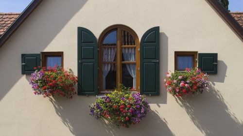 window flowers sun