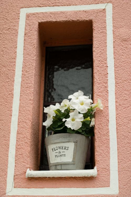 window flowers home