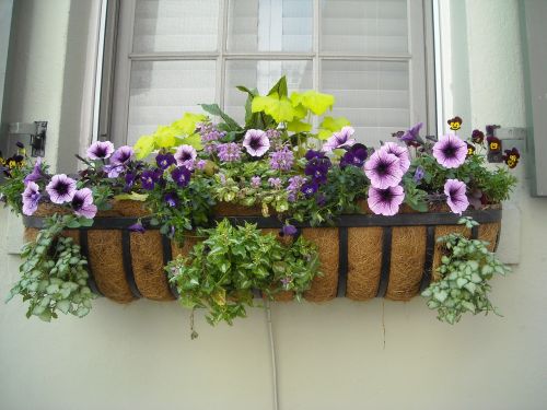 window box flowers window