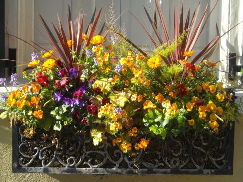 window box flowers window