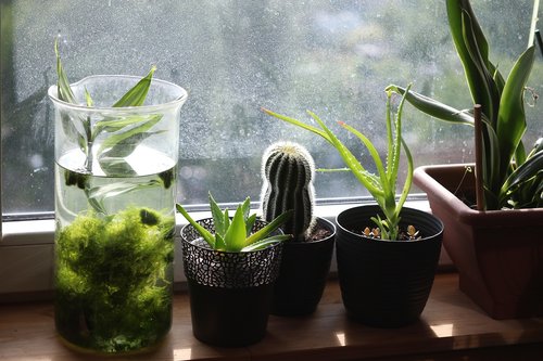 window sill  window  cactus