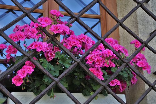 window sill  grating  geraniums