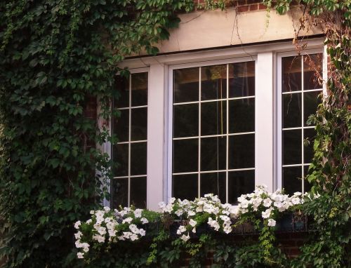 windows flower spring