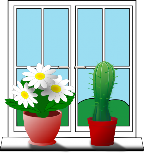 windowsill cactus flower