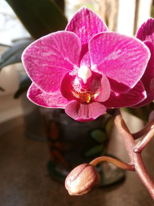 windowsill flower orchid flower