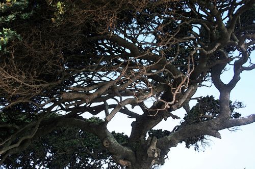 Windtorn Seaside Tree