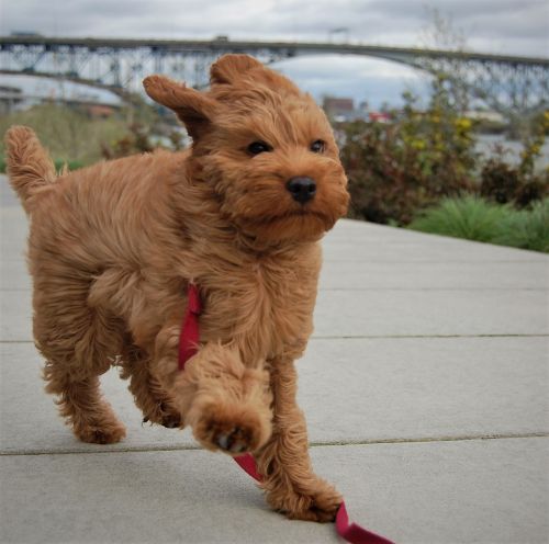 windy wind puppy