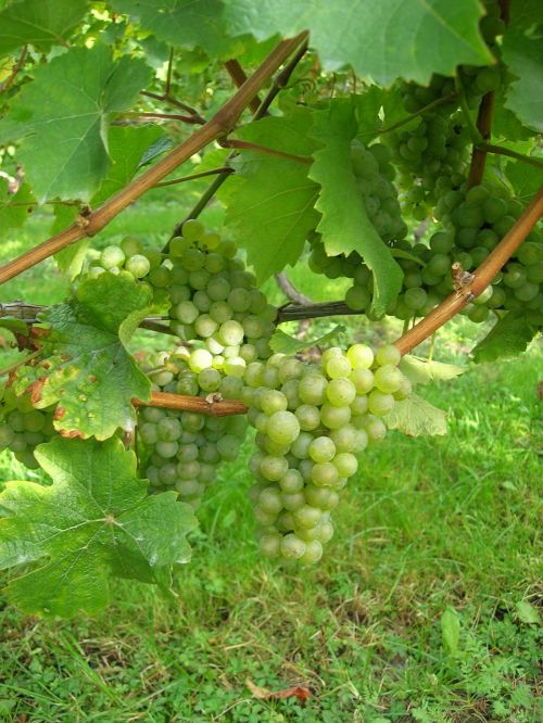 wine grapes nature
