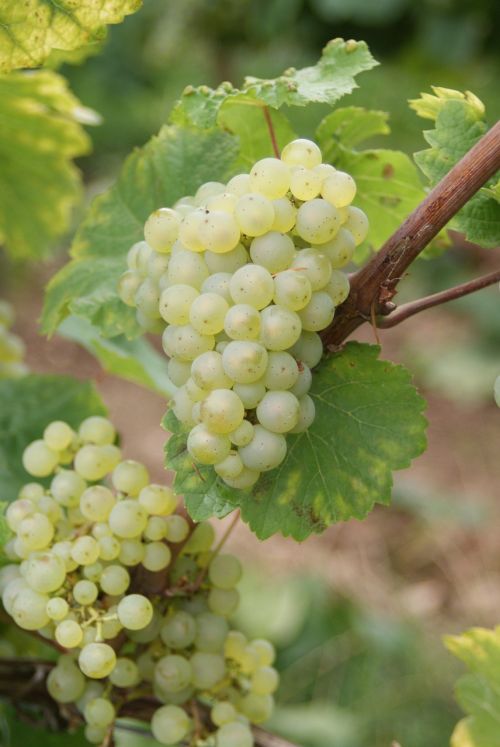 wine riesling grape
