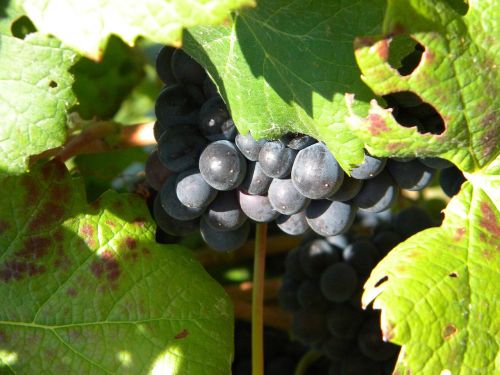 wine vineyard vitis vinifera
