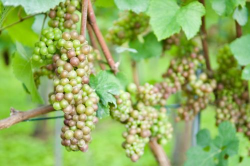wine grape vine