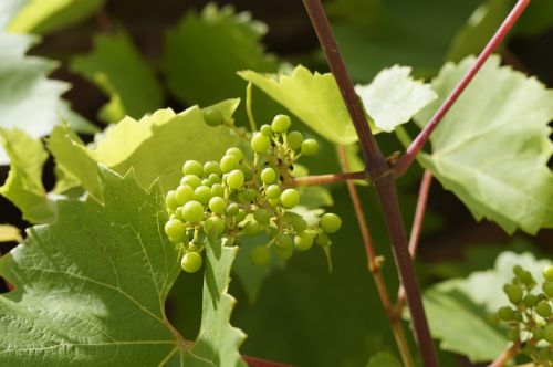 wine vines grow