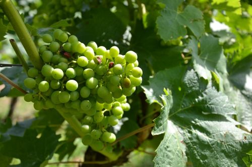wine vine grapes