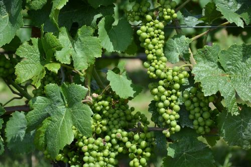 wine vine grapes