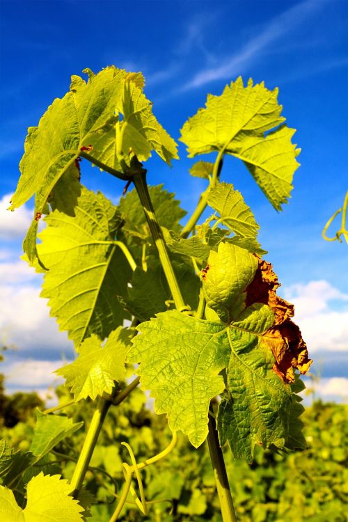 wine vine leaves