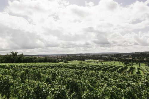 wine vineyard nature
