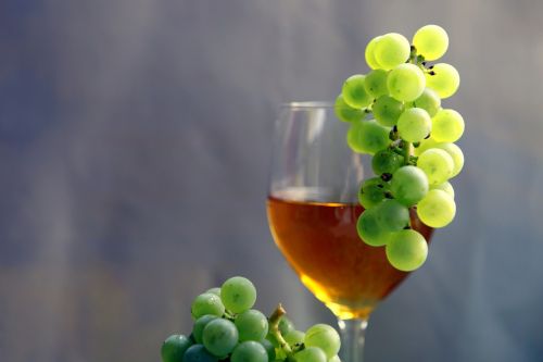 wine vintage vines