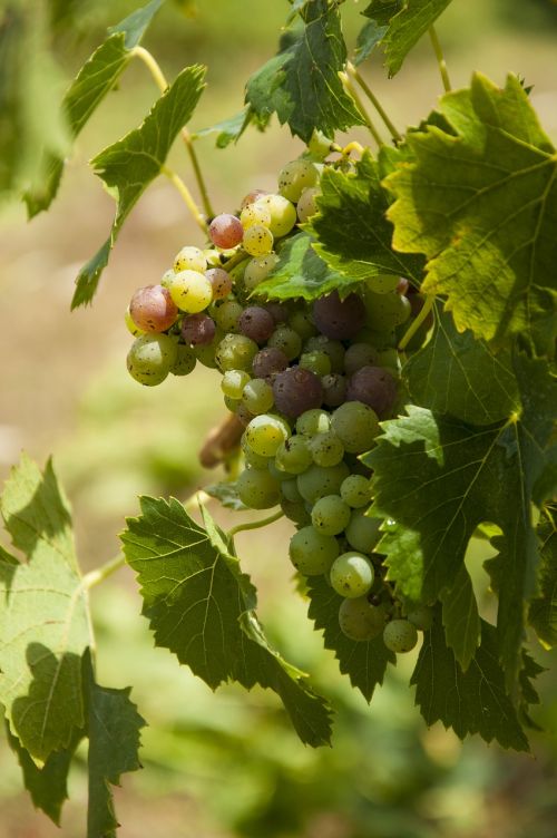 wine grapes vine