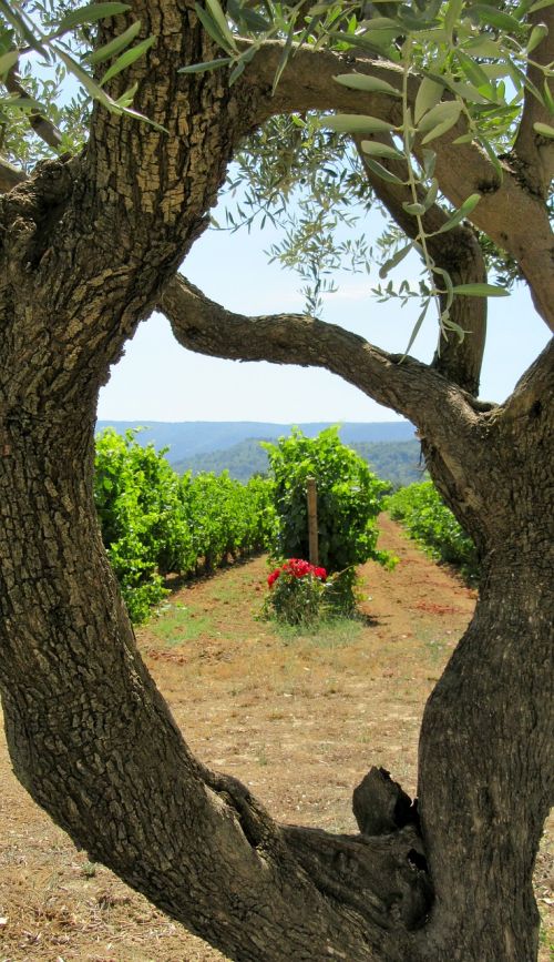 wine provence olive tree