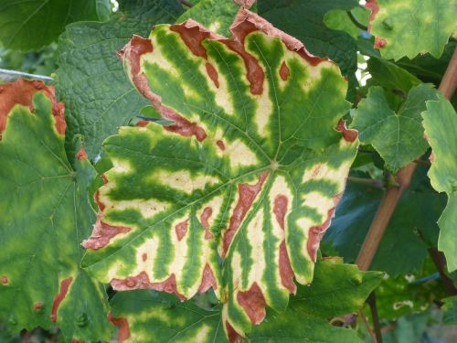 wine leaf color autumn